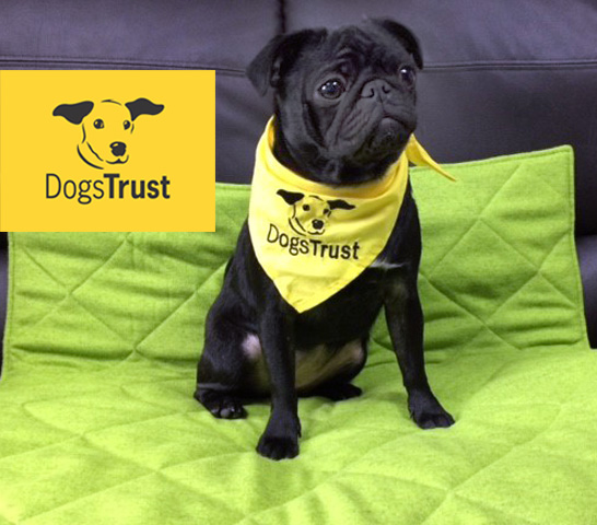 DOGS TRUST BED
